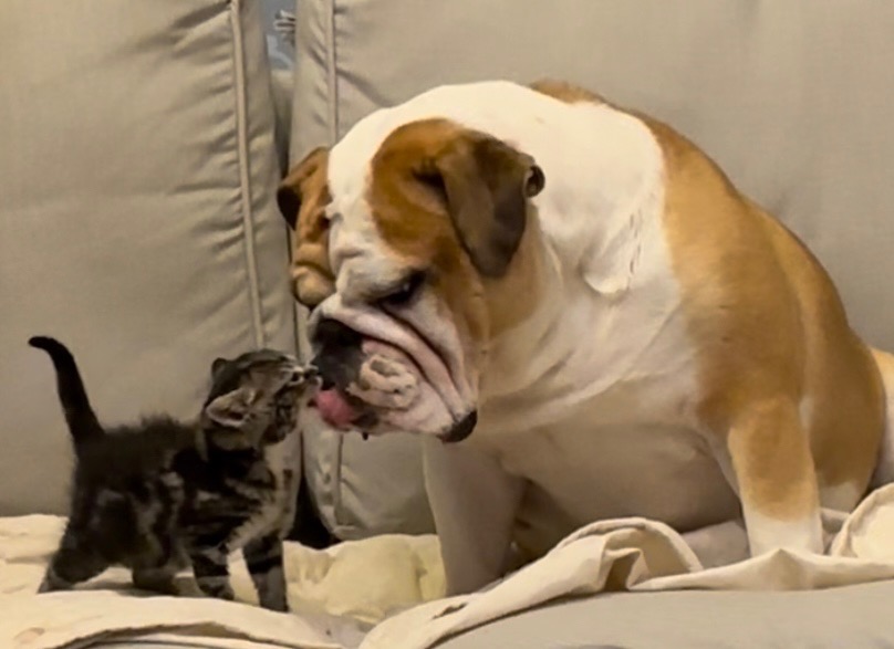 Bulldog and kitten touching noses on a couch